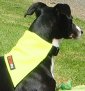 Spotterdog dog neckerchief Hi-Viz