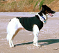 Dog T-shirts