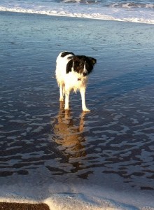 Meg just loves getting her feet wet :-b