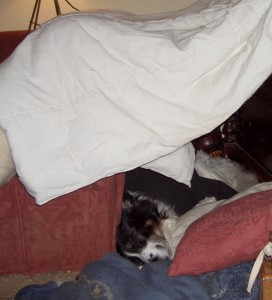 Den for a dog to feel safe