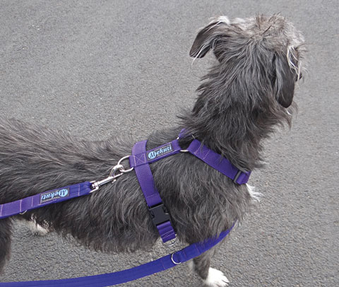 how does a front clip dog harness work