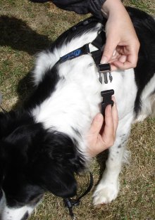 Medium Dog Harness with extra Neck clip