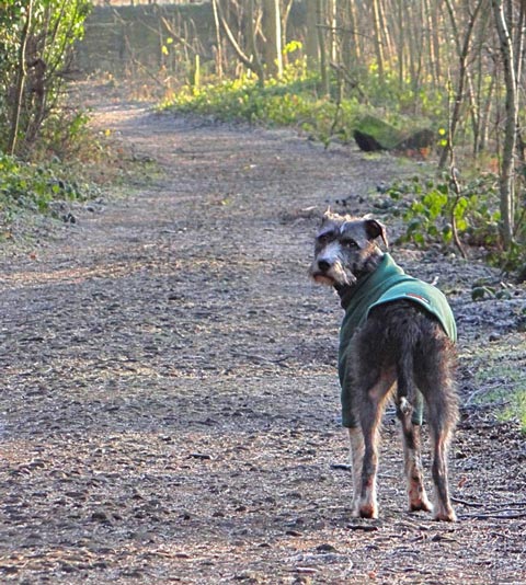 Mutley wearing his HotterDog Jumper on a walk by the river on a cold and frost morning