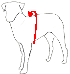 How to measure Dog Harness