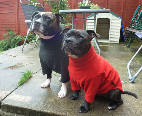 staffy dog coats