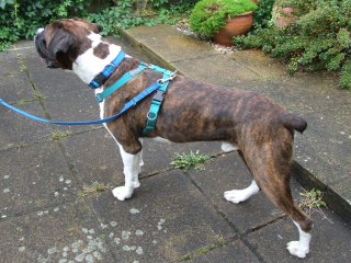 dog lead harness